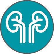 Kidney health icon